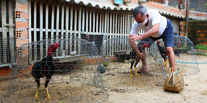 Chế độ chăm gà quan trọng